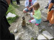 Murmeltier am Rhonegletscher beim Furkapass